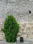 3153 Wall With Plant.jpg
